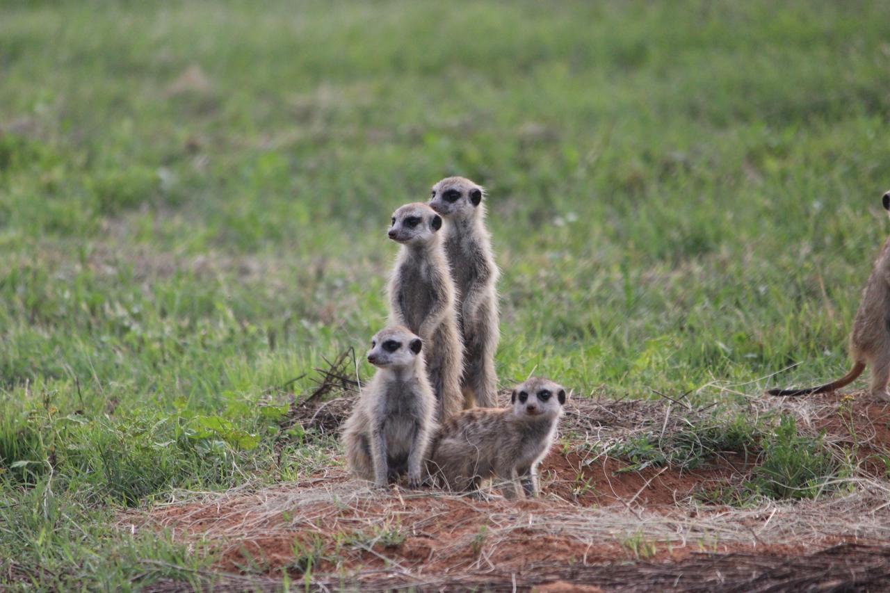 Amohela Ho Spitskop Country Retreat & Conservancy Ficksburg Luaran gambar
