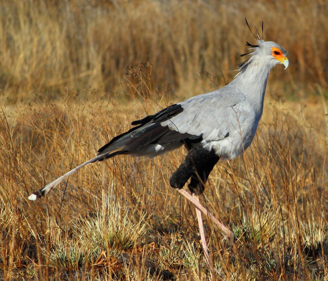 Amohela Ho Spitskop Country Retreat & Conservancy Ficksburg Luaran gambar