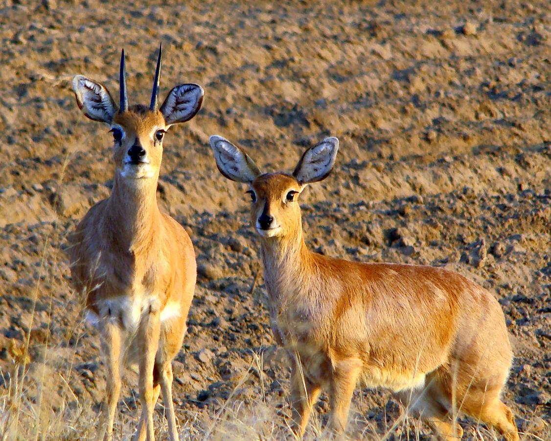 Amohela Ho Spitskop Country Retreat & Conservancy Ficksburg Luaran gambar